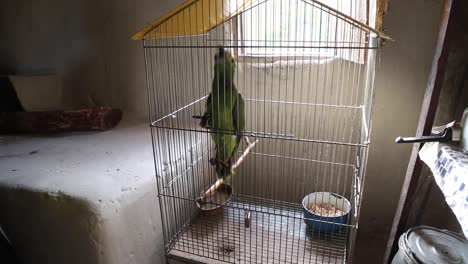 Papagei-Bewegt-Sich-In-Einem-Käfig
