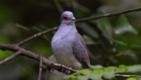 Rare-spotted-dove-perch-on-tree-branch