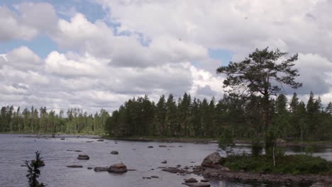 Small-island-with-a-single-large-pinetree-on-in-a-lake-inside-the-big-forests-of-Gästrikland,-Sweden-during-daytime-in-summer