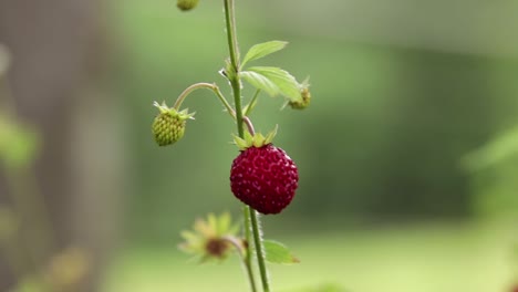 Close-up-of-an-isolated-wild-strawberry-against-a-green-background-with-a-meadow