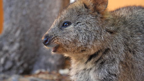 Cute-Australian-animal-close-up
