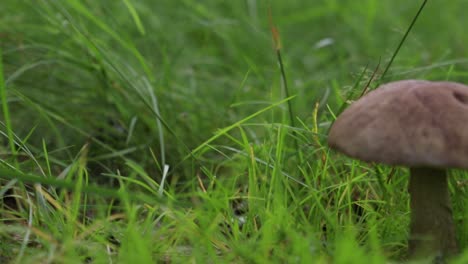 Mushroom-of-Leccinum-family-growing-isolated-inside-a-forest-on-grass-during-early-summer-in-Sweden-1