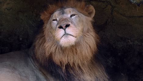 Close-up--portrait-of-a-lion