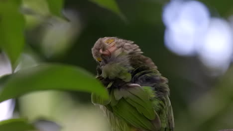 Lineated-barbet-perch-on-tree-branch-grooming-itself