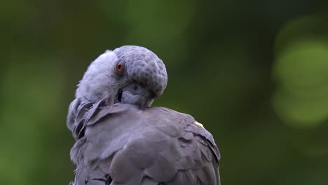 Rueppell-parrot-grooming-itself-close-up