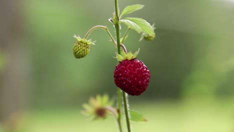 Close-up-of-an-isolated-wild-strawberry-moving-in-the-wind-against-a-green-background-with-shallow-depth-of-field