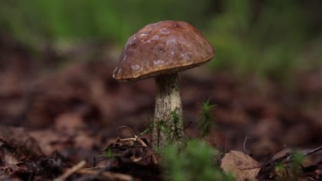 Mushroom-of-Leccinum-family-growing-isolated-inside-a-forest-during-early-summer-in-Sweden