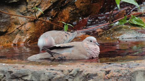 Funny-behaviour-of-spotted-dove-in-water