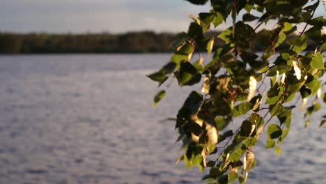 Birch-leaves-blowing-in-the-wind-over-a-lake-inside-a-forest-in-Gästrikland,-Sweden-a-warm-summer-evening-at-sunset