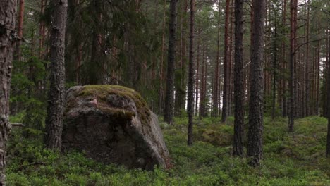 Ein-Großer-Stein-In-Einem-Schwedischen-Wald-In-Gästrikland