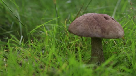 Mushroom-of-Leccinum-family-growing-isolated-inside-a-forest-on-grass-during-early-summer-in-Sweden