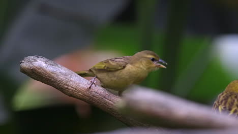 Juvenile-weaver-bird-asking-for-food