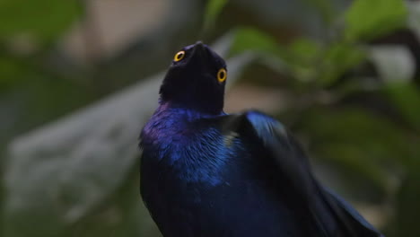 Close-up-portait-of-purple-starling