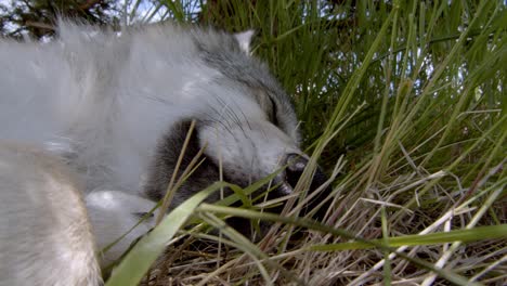 Grey-wolf-pup-sleeping-in-the-grass