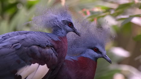 A-pair-of-beautiful-Crowned-pigeon-grooming-each-other