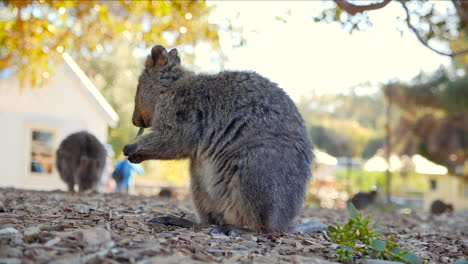 Pequeño-Marsupial-Comiendo-En-Australia