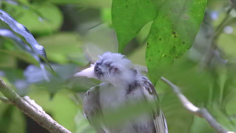 An-rare-albino-red-whiskered-Bulbul-hiding-behind-leaves