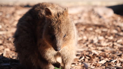 Close-up-of-Quokka-eating-in-sun