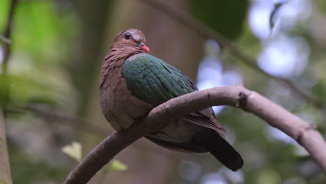 Beautiful-grey-capped-emerald-dove-perch-on-tree-branch-close-up