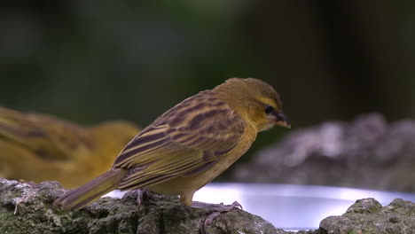 Juvenile-weaver-bird-begging-for-food