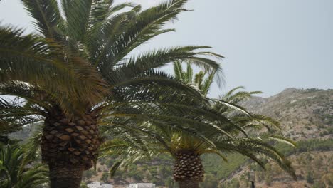Palm-trees-with-a-forested-mountain-in-the-background-on-a-sunny-day
