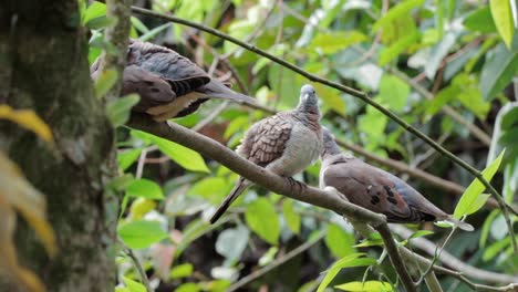 Spotted-dove-perch-on-tree-branch