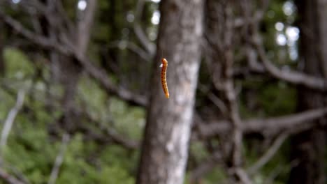 Small-caterpillar-suspended-by-a-string-making-a-cocoon