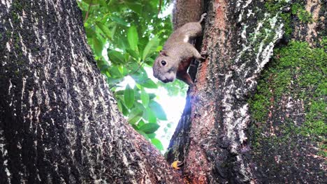 Ein-Neugieriges-Eichhörnchen,-Das-Zwischen-Den-Zweigen-Des-Baumes-Hindurchkriecht