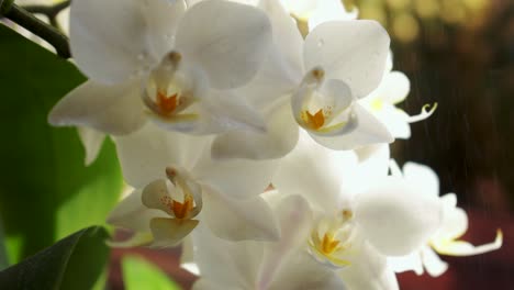 Streue-Etwas-Wasser-Auf-Eine-Orchideenblüte-1