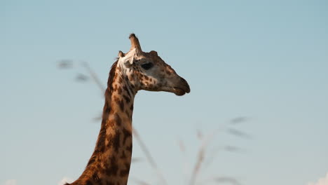 Eine-Halbnahe-Aufnahme-Einer-Kauenden-Giraffe