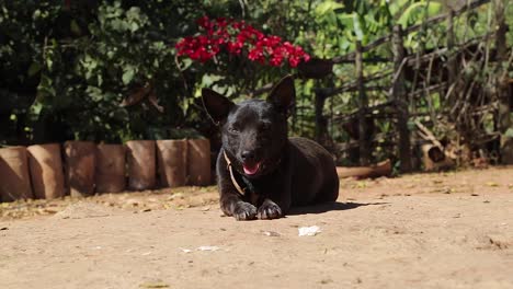 Ein-Hund-Bewacht-Das-Haus-Seines-Besitzers-In-Minas-Gerais,-Brasilien