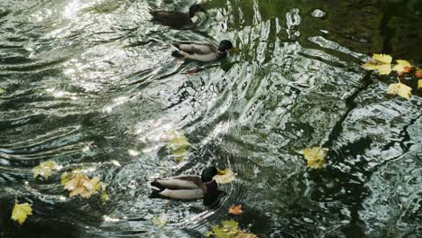 Swimming-Ducks-on-The-Canal-in-Dusseldorf-City