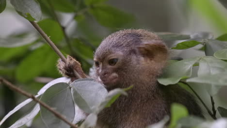 Zwergseidenäffchen-Der-Kleinste-Affe-Der-Welt