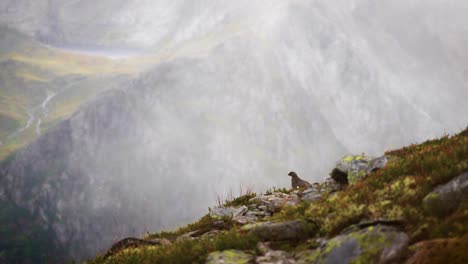 A-clip-of-a-ptarmigan-in-the-misty-mountains-in-Ørsta,-Norway