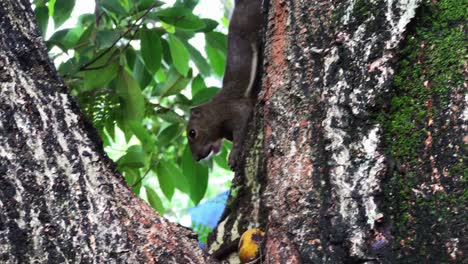 A-Squirrel-Picking-and-Eating-Banana-In-Between-The-Branch-of-Tree