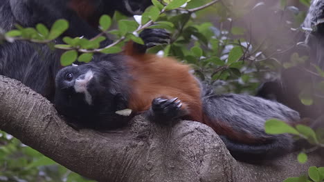 Red-Bellied-Tamarin-lying-on-tree-branch