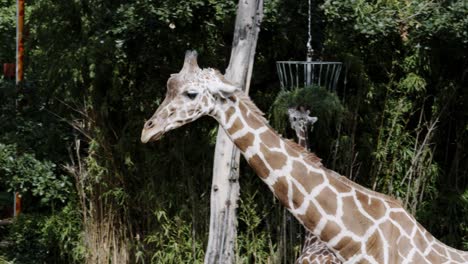 Giraffe-in-The-Zoo-Eating