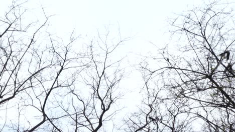 Black-and-white-tree-branches-wiggling-in-the-wind