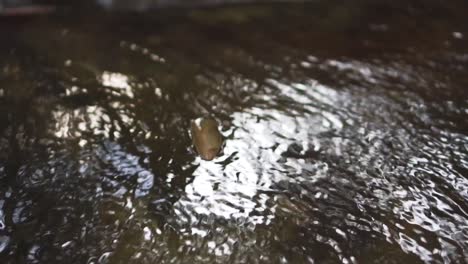 Slow-Motion-Follow-Shot-Of-Dead-Leaves-Floating-With-Flowing-Water-At-Waterfall