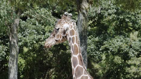 Group-of-Giraffe-in-The-Zoo-Eating