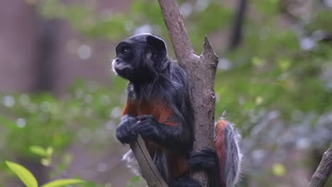 Red-Bellied-tamarin-eating-on-tree-branch