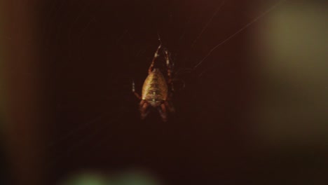 Spinne,-Die-Im-Spinnennetz-Hängt