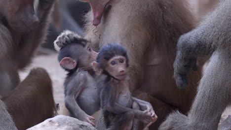 Baby-Baboon-playing-with-family