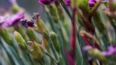 Blühende-Blumen-Im-Britischen-Garten-Mit-Fallendem-Fokushintergrund