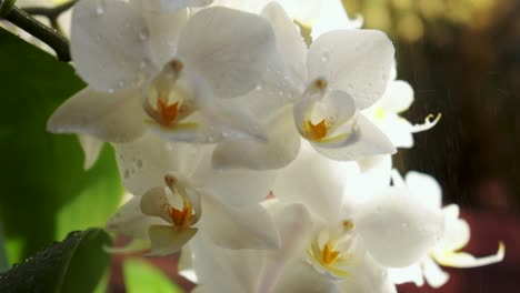 Streue-Etwas-Wasser-Auf-Eine-Orchideenblüte