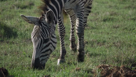 A-zebra-grazing-in-the-wild
