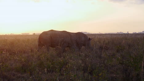 Rinocerontes-,-Pastando-En-El-Parque
