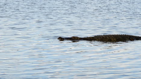 A-crocodile-swimming-in-the-water