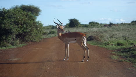 Eine-Thomson-Gazelle-Aus-Ostafrika