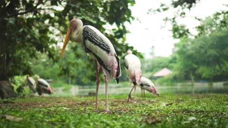 Panning-Shot-of-Painted-Storks-Standing-Beside-Lake-In-The-Park-Surrounded-By-Trees